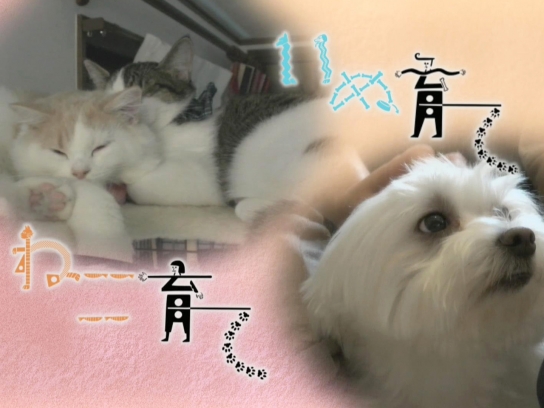 ねこ育て いぬ育て